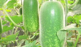 全球更新 52每日大瓜视频,52每日大瓜视频精彩回顾